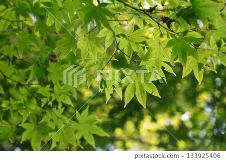 Green maples in Ohara Village, Kyoto Green maples in Ohara Village, Kyoto 133925406