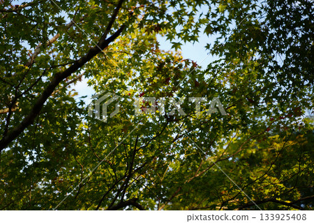 Green maples in Ohara Village, Kyoto Green maples in Ohara Village, Kyoto 133925408