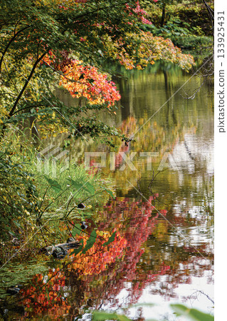 Autumn leaves on the waterside Autumn leaves on the waterside 133925431