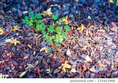 Verdant vinegar grass leaves with dead branches and yellow flowers growing in between. Written by Sanghui Hopeful and lucky natural scenery, captured the robust vitality of the forest floor life 133925466