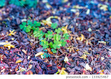 Verdant vinegar grass leaves with dead branches and yellow flowers growing in between. Written by Sanghui Hopeful and lucky natural scenery, captured the robust vitality of the forest floor life 133925467