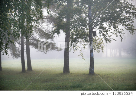 Misty Park Scene With Trees, Birdhouse, And Gentle Fog In Morning Light Misty Park Scene With Trees, Birdhouse, And Gentle Fog In Morning Light 133925524