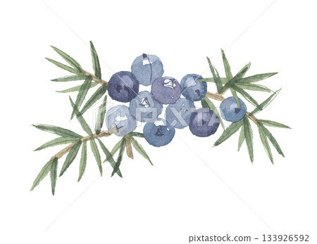 Juniper berries painted in watercolor 133926592