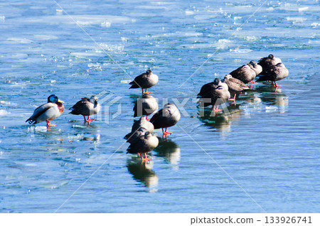A flock of ducks gathering on the sparkling blue surface of a lake 133926741