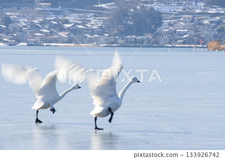 Takeoff: A graceful dance on the winter lake Takeoff: A graceful dance on the winter lake 133926742
