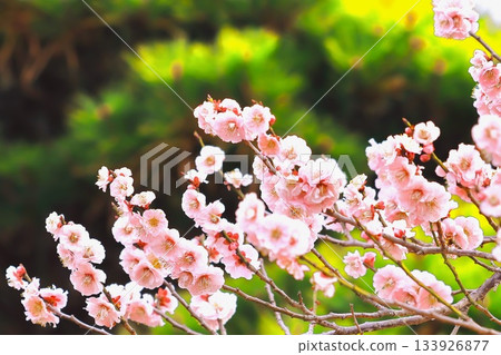 Refreshing white plum blossoms in full bloom signal the arrival of spring Refreshing white plum blossoms in full bloom signal the arrival of spring 133926877