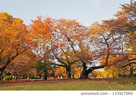Autumnal leaves forest Autumnal leaves forest 133927060