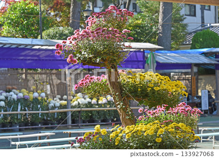 Fall landscape 133927068