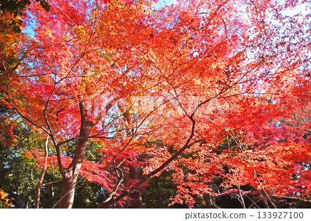 Autumn pattern Autumn pattern 133927100