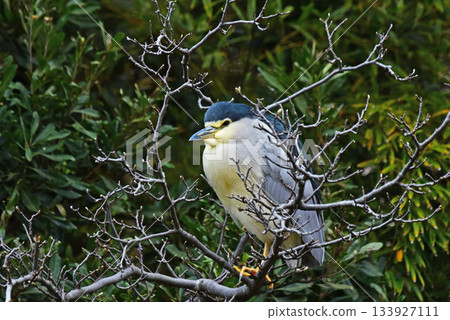 在午睡期間 在午睡期間 133927111