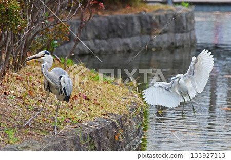 Wild bird park Wild bird park 133927113
