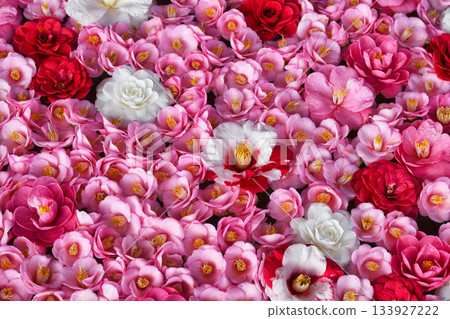 京都靈觀寺春季特別觀賞期內盛開的美麗山茶花（京都府京都市左京區） 133927222