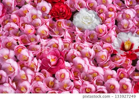 Beautiful camellia flowers at Reikanji Temple in Kyoto during the spring special viewing period (Sakyo Ward, Kyoto City, Kyoto Prefecture) 133927249