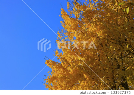 Color ginkgo biloba 133927375