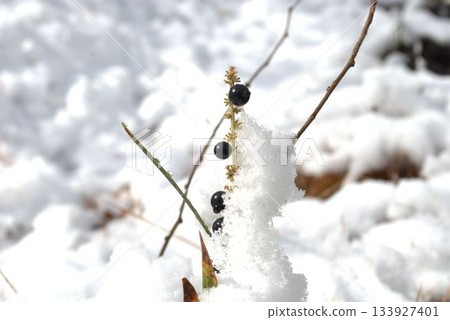 Plant buried in snow Plant buried in snow 133927401