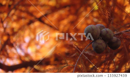 Autumn leaves and cones of bald cedar 133927439