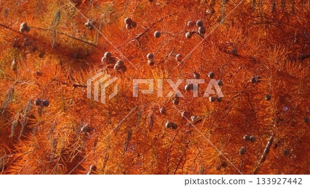 Autumn leaves and cones of bald cedar Autumn leaves and cones of bald cedar 133927442