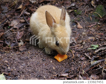A wild rabbit on Okunoshima munching on a carrot 133927451