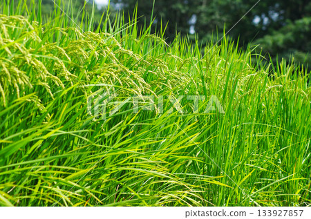 Abundantly ripe summer rice 133927857