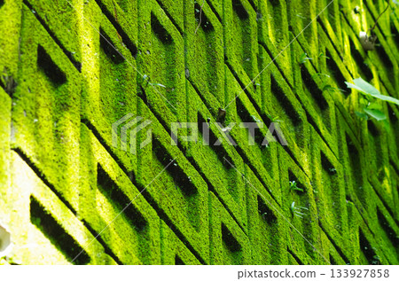 陽光灑在綠苔牆上。 133927858