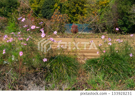 Persimmon and Cosmos Persimmon and Cosmos 133928231