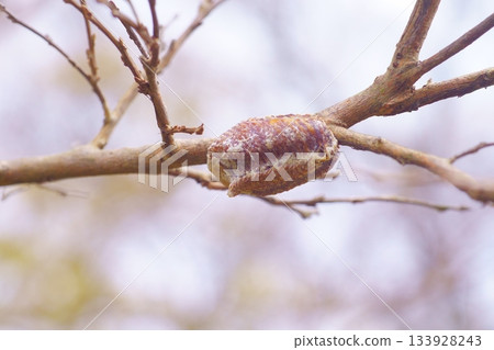 Bell-bellied praying mantis eggs Bell-bellied praying mantis eggs 133928243