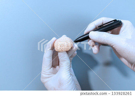 Pointing Pen at Mini Brain Model Pointing Pen at Mini Brain Model 133928261