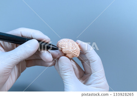 Neuroscience Instruction on Mini Brain 133928265