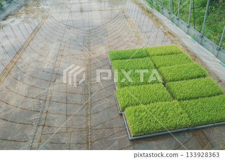 seeding, greenhouse, paddy rice 133928363