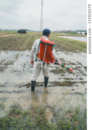 paddy field, rice field, gents 133928378