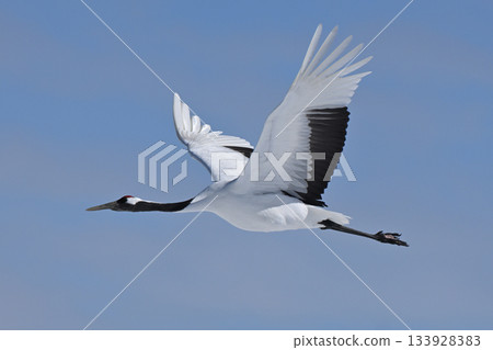 Japanese crane flight Japanese crane flight 133928383