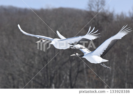 Japanese crane flight Japanese crane flight 133928386