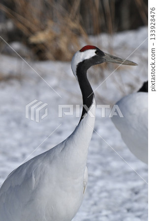Dandoral cranes 133928476