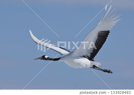 Japanese crane flight Japanese crane flight 133928483