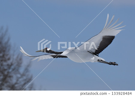 Japanese crane flight Japanese crane flight 133928484