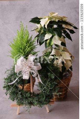 一品紅和花環 133928509