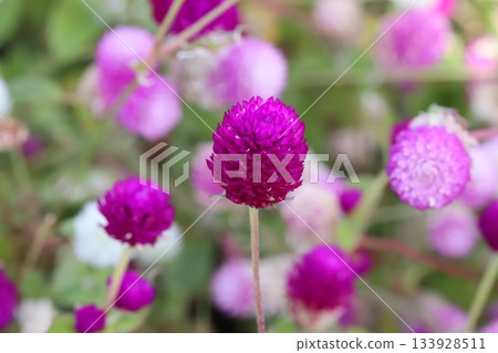 秋日花園裡盛開著淺粉紅色和深粉紅色的紫薇花。 133928511