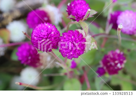Light pink and dark pink crape flowers blooming in an autumn garden Light pink and dark pink crape flowers blooming in an autumn garden 133928513