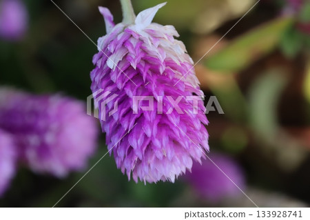秋天花園裡盛開的粉紅縐紗花 133928741