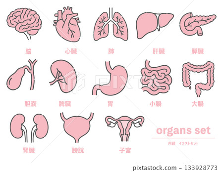 Illustration set of 13 internal organs including the brain, heart, and lungs 133928773