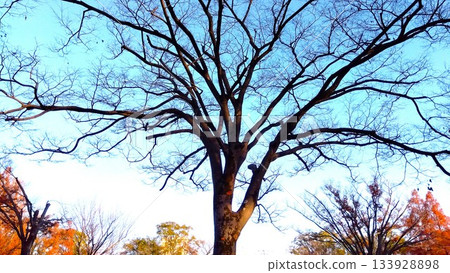 冬日午後,夕陽西下,公園裡枯死的櫸樹和湛藍的天空交相輝映。 冬日午後,夕陽西下,公園裡枯死的櫸樹和湛藍的天空交相輝映。 133928898