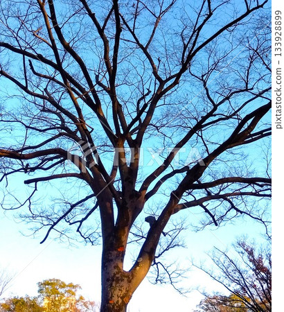 冬日午後，夕陽西下，公園裡枯死的櫸樹和湛藍的天空交相輝映。 133928899