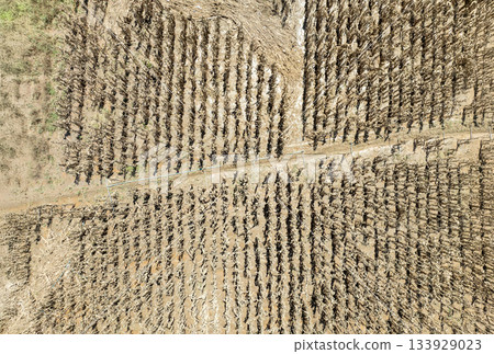 Flash flood destroys corn and vegetable crop in Southeast asia. 133929023