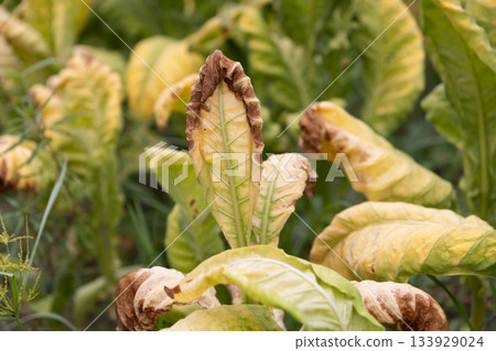 Tobacco leaf curl disease or (TLCV) is induced by a virus which is transmitted by the white fly Tobacco leaf curl disease or (TLCV) is induced by a virus which is transmitted by the white fly 133929024
