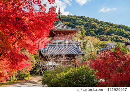 秋天的神戶,太山寺,三重塔和秋天的落葉 秋天的神戶,太山寺,三重塔和秋天的落葉 133929037