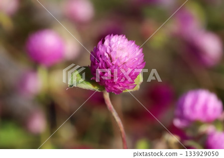 Pink crepe flowers blooming in the autumn garden 133929050