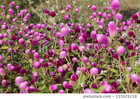 Light pink and dark pink crape flowers blooming in an autumn garden Light pink and dark pink crape flowers blooming in an autumn garden 133929159
