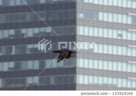 Bill and Cormorant 133929160