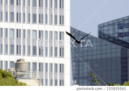 Bill and Cormorant 133929161