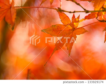 Bright autumn leaves Bright autumn leaves 133929174